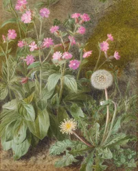 Rose Campions and Dandelion, 1875